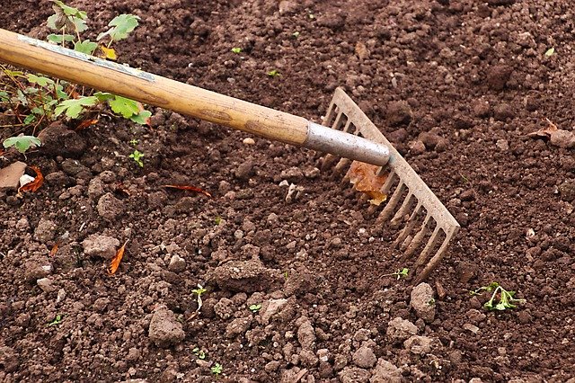 Key Steps In Preparing The Ground. Picture of a rake preparing soil