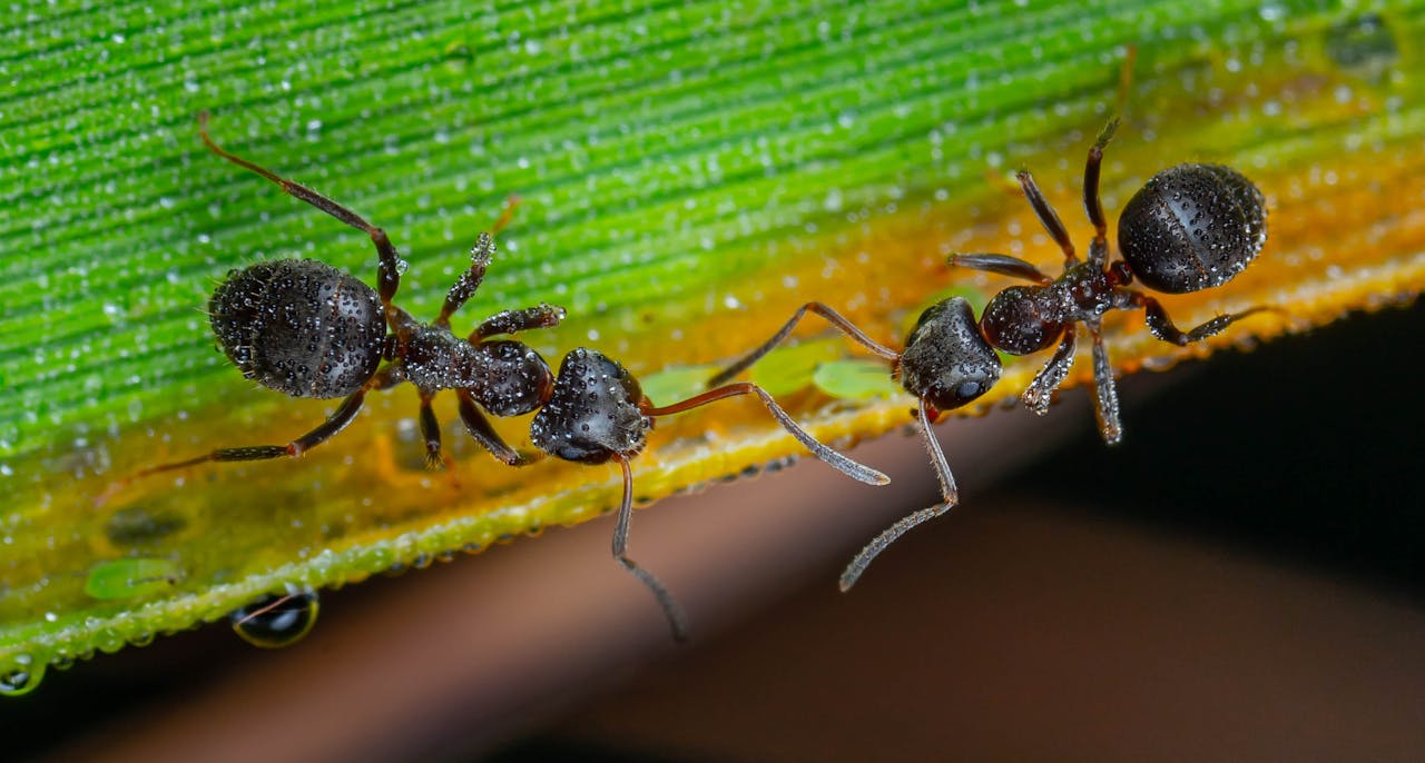 Ant Colony. Graphic