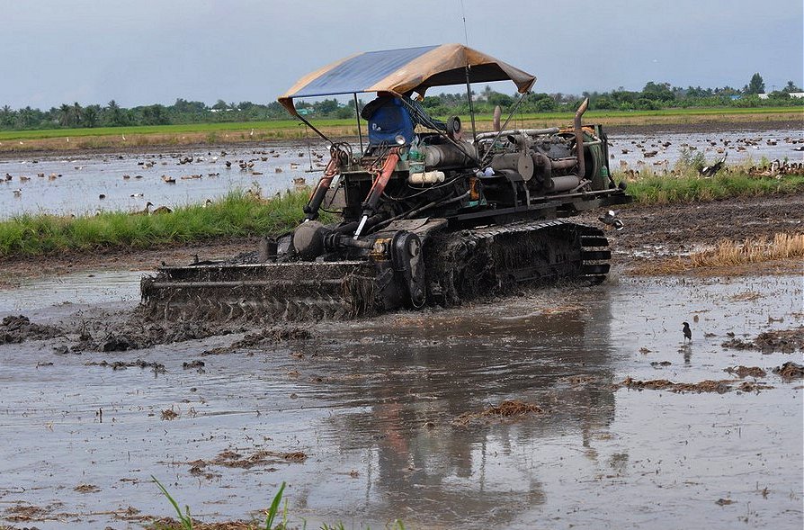 Preparing The Ground. Picture of rice farming